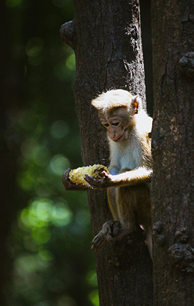 Nature and Wildlife Tour 1 1